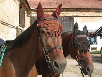 Ušanka je jednou z možností, jak ochránit citlivě koňské uši a zabránit rozptylování koně pri tréninku.