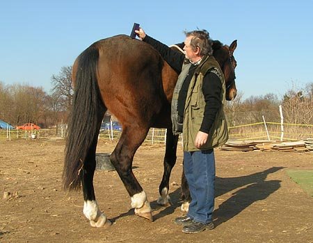 obr. 2 - praktické použití při léčbě koně s ataxií