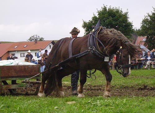 Vítěz v kategorii do 750kg 4letý Robbi pana Müllera.