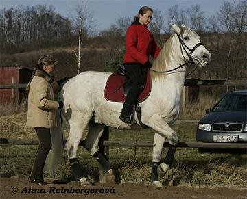 Céline pomáhá při začátcích  piafy. Na snímku Tereza Češková na svém Shajmi (Šemík). Filmový kůň se účastní i soutěží, zatím do L.