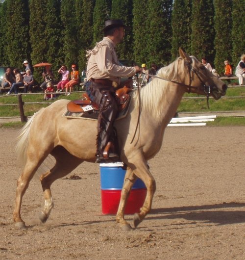 Mladý kůň nejede naplno, jen si zvyká