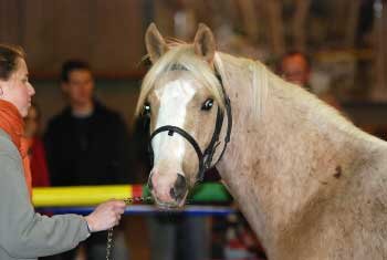 Welsh part bred pony - Dollom Valmont a Tereza Slabá