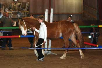 Welsh cob - Zonneweide Rhythm´n´Blues a Petra Zabavíková