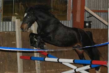 Skok ve volnosti – welsh pony of cob type Dollom Sir William