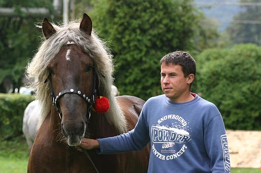 2952 Brys Slezský - nejlépe hodnocený kůň přehlídky hřebců