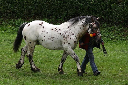 2868 Nacho Salazar