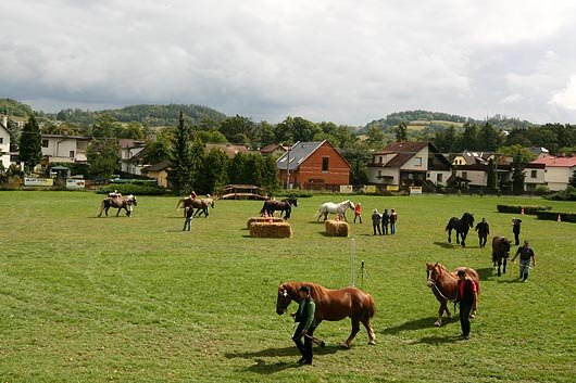 Bohatě obsazená přehlídka pracovních koní.