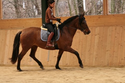 Pokud kůň nosí hlavu výš, je třeba jezdit s vyšší rukou; přímka předloktí – otěž – huba nesmí být zalomená (pravou ruku trochu níž)