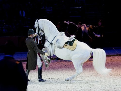 Oberbereiter Andeas Hausberger vede lipického hřebce do levády