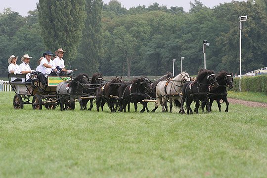 desetispřeží šetlandských poníků