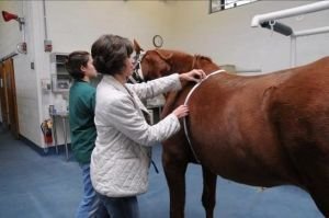 měření hmotnosti koně prostřednictvím obvodu hrudníku
