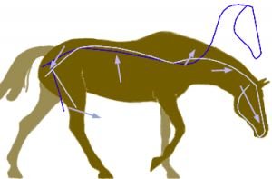 kůň uvolní hřbet, když je vnitřní zadní nohy aktivní