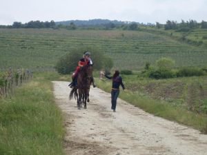 trasa závodu vedená po vinohradech