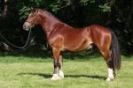 welsh cob Vazan Cymro Du