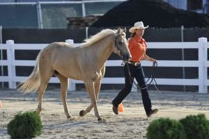 Anky Van Grunsven s Whizashingwalla BB v první veterinární kontrole.