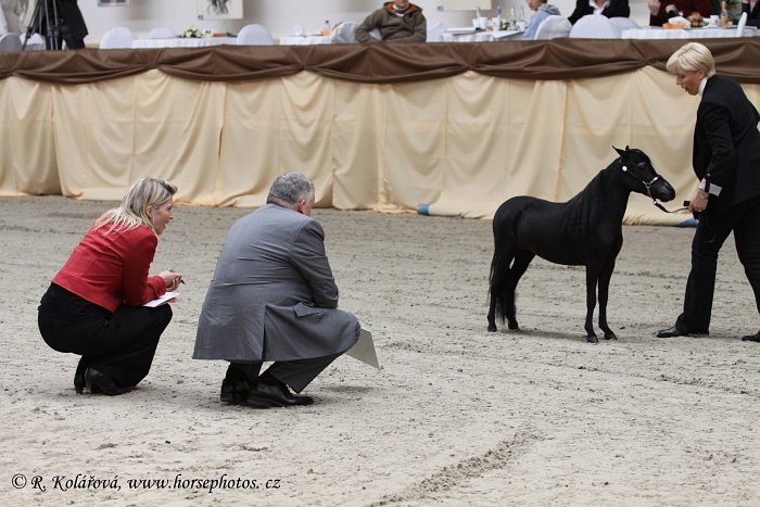 americký minihorse