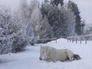 koním nevadí si lehat do sněhu