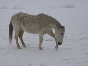 vyhrabávání trávy zpod sněhu je zábava, koně zahřeje, ale spotřebuje energii