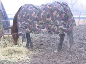 deka a seno jsou důležitým pomocníkem při pobytu venku pro koně neaklimatizované zimě