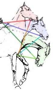 Různé pozice, jaké může hlava koně zaujmout na otěžích určité dílky