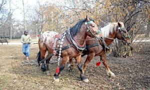 Oskar Sněhota s koňmi upravuje městské parky