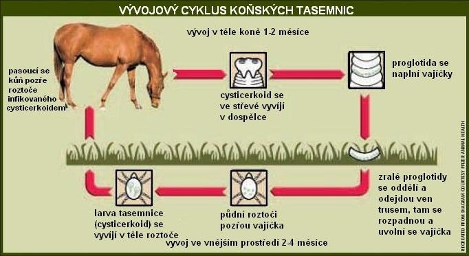 vývojový cyklus koňských tasemnic