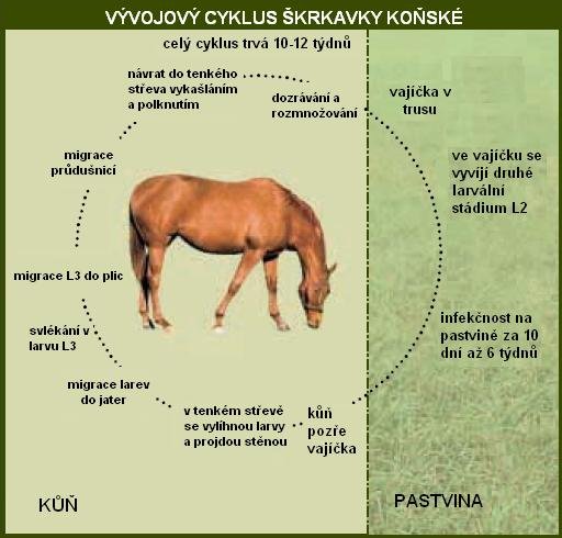 vývojový cyklus škrkavky koňské