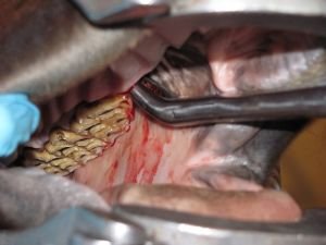 extrakce vlčího zubu