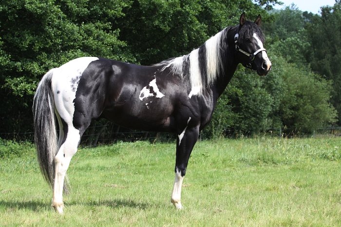 paint horse - 1393 Emphys Dancing King