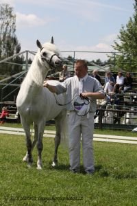 nejstarší kůň šampionátu - Golem