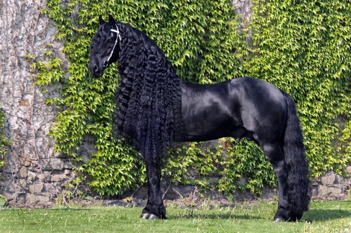 Fríský kůň - Baron fan Odingastate