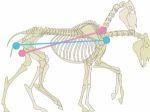 Růžový kůň zkrátil vzdálenost mezi sedacími kostmi a základnou krku