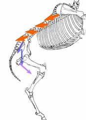 Hýžďové svaly a nejdelší sval hřbetní pracují společně jako jeřáb