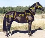 Procenta hmotnosti jednotlivých částí těla koně podle Dr. Hilary Clayton z McPhail Institute