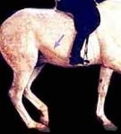 Kůň skutečně používá břišní svaly, aby podpořil vyklenutí hřbetu a zádě