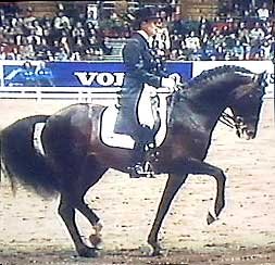 Kůň dokáže zvednout přední končetiny vysoko i přes to, že má druhou přední končetinu extrémně nakloněnou dozadu