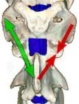 Zadní svaly způsobující rotaci a citlivá páteř