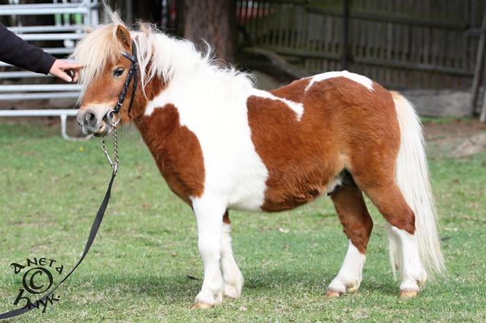 Basil Junior v. Semper Fidelis Basil Junior v. Semper Fidelis