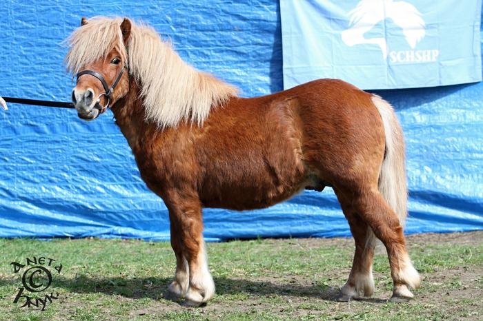 Prince Permoník Prince Permoník