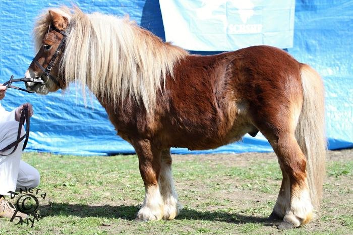 Llanshiver Baggins Llanshiver Baggins