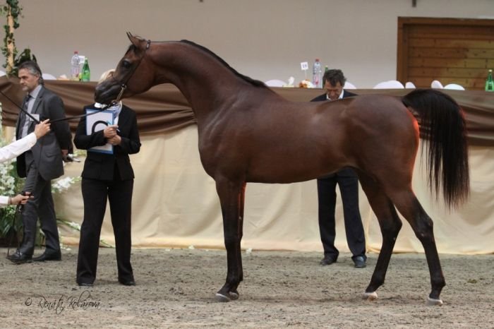 EKS Alihandro juniorský zlatý šampion