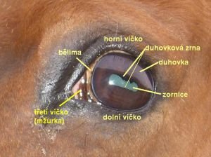 oko koně