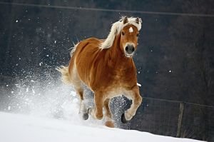 Sklony k tloustnutí mají zejména primitivní plemena koní a poníci