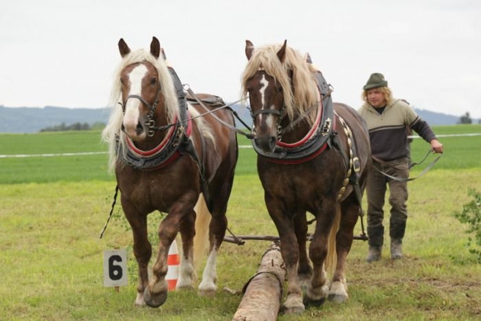 Vítězové Janda Radek a 993 Midas (ČMB) + 1705 Šumík (N)