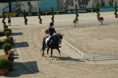 ME pony 2013 Zpr vy z Arezzo Equichannel