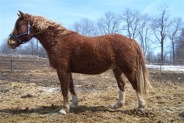 Bashkir Curly Bashkir Curly