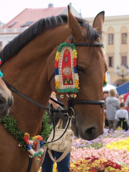 Dožínky