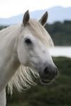 Connemara pony