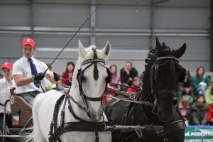 jezdecký festival