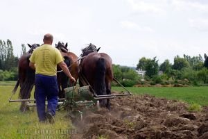 orba dvojradličním pluhem